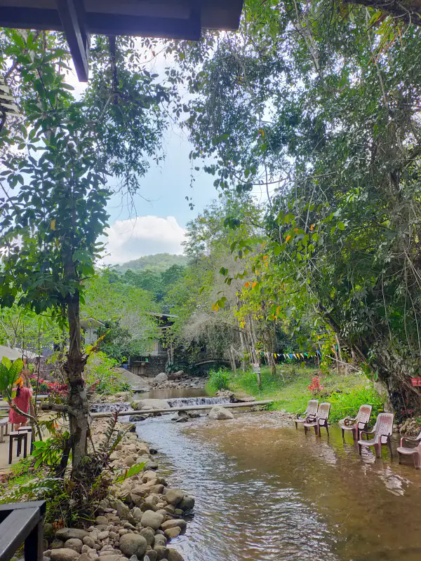 วัฒนธรรมชาและกาแฟ — หมู่บ้านแม่กำปอง Mae Kampong Village เชียงใหม่ ประเทศไทย